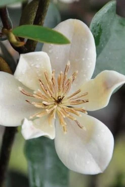Serendipity Banana Shrub (Magnolia Figo) - 3 Gallon Pot