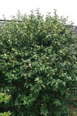 Serendipity Banana Shrub (Magnolia Figo) - 3 Gallon Pot 16 Serendipity Banana Shrub (Magnolia Figo) - 3 Gallon Pot -Garden Plants Shop magnolia serendipity banana shrub 2