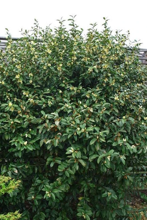 Serendipity Banana Shrub (Magnolia Figo) - 3 Gallon Pot 9 Serendipity Banana Shrub (Magnolia Figo) - 3 Gallon Pot - Image 7