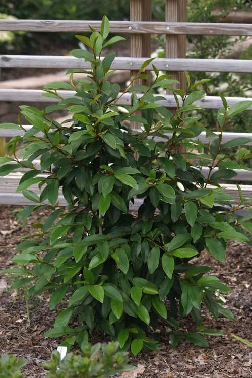 Serendipity Banana Shrub (Magnolia Figo) - 3 Gallon Pot 10 Serendipity Banana Shrub (Magnolia Figo) - 3 Gallon Pot - Image 8