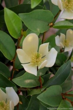 Serendipity Banana Shrub (Magnolia Figo) - 3 Gallon Pot 14 Serendipity Banana Shrub (Magnolia Figo) - 3 Gallon Pot -Garden Plants Shop magnolia serendipity banana shrub 4