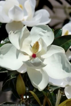 Victoria Cold Hardy Evergreen Magnolia - 7 Gallon Pot (3-4')