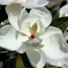 Victoria Cold Hardy Evergreen Magnolia - 3 Gallon Pot -Garden Plants Shop magnolia victoria 7