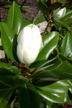 Victoria Cold Hardy Evergreen Magnolia - 7 Gallon Pot (3-4') -Garden Plants Shop magnolia victoria 8 1