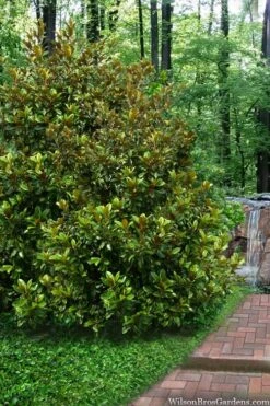 Victoria Cold Hardy Evergreen Magnolia - 3 Gallon Pot -Garden Plants Shop magnolia victoria 9