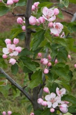 American Sweet Crabapple Tree (Malus Coronaria) - 1 Gallon Pot -Garden Plants Shop malus coronaria american sweet crabapple 2