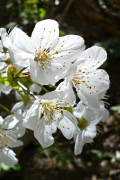 American Sweet Crabapple Tree (Malus Coronaria) - 1 Gallon Pot -Garden Plants Shop malus coronaria american sweet crabapple 3