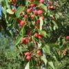 American Sweet Crabapple Tree (Malus Coronaria) - 1 Gallon Pot 2 American Sweet Crabapple Tree (Malus Coronaria) - 1 Gallon Pot -Garden Plants Shop malus coronaria american sweet crabapple 4