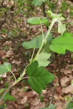 American Sweet Crabapple Tree (Malus Coronaria) - 1 Gallon Pot -Garden Plants Shop malus coronaria american sweet crabapple 5