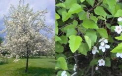 American Sweet Crabapple Tree (Malus Coronaria) - 1 Gallon Pot -Garden Plants Shop malus coronaria american sweet crabapple 6