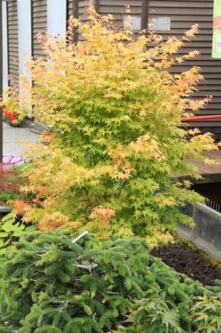 Bihou Yellow Bark Japanese Maple - 1 Gallon Pot -Garden Plants Shop maple japanese bihou 2 500x750 1