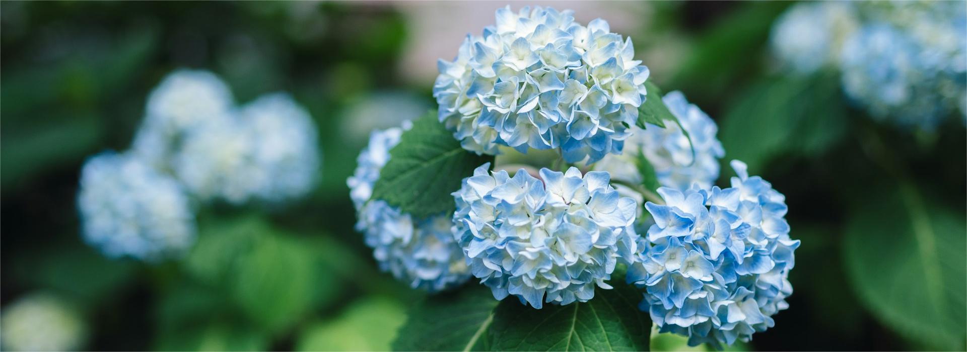 Garden Plants Shop -Garden Plants Shop masaaki komori kTIUw1Icizc unsplash