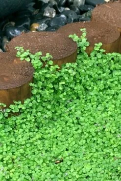 Corsican Mint (Mentha Requienii) - 5 Pack Of Pint Pots -Garden Plants Shop mentha requienii corsican mint 1