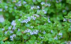 Corsican Mint (Mentha Requienii) - 5 Pack Of Pint Pots -Garden Plants Shop mentha requienii corsican mint 2