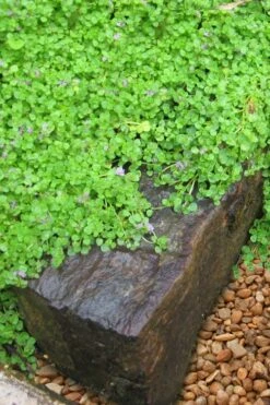 Corsican Mint (Mentha Requienii) - 5 Pack Of Pint Pots -Garden Plants Shop mentha requienii corsican mint 5