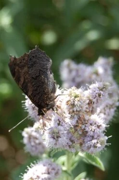 Mojito Mint Plant - 6 Pack Of Pint Pots -Garden Plants Shop mentha x villosa mojito mint 4