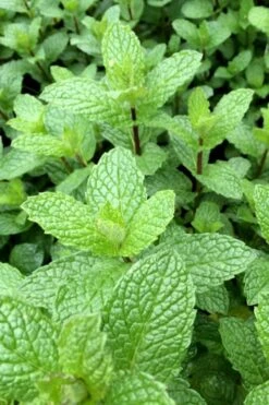 Mojito Mint Plant - 6 Pack Of Pint Pots -Garden Plants Shop mentha x villosa mojito mint 6