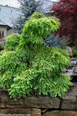 Miss Grace Weeping Dawn Redwood Tree (Metasequoia) - 3 Gallon Pot 12 Miss Grace Weeping Dawn Redwood Tree (Metasequoia) - 3 Gallon Pot -Garden Plants Shop metasequoia glyptostroboides miss grace weeping dawn redwood 5