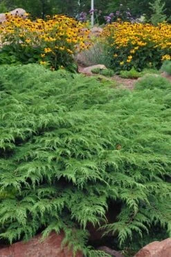 Siberian Spreading Cypress (Microbiota Decussata) - 1 Gallon Pot -Garden Plants Shop microbiota decussata siberian spreading cypress 5