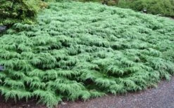 Siberian Spreading Cypress (Microbiota Decussata) - 1 Gallon Pot -Garden Plants Shop microbiota decussata siberian spreading cypress 7