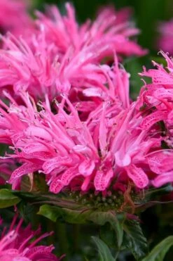 Bubblegum Blast Bee Balm (Monarda) - 1 Gallon Pot -Garden Plants Shop monarda bubblegum blast pink bee balm 2