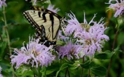 Wild Bergamot Bee Balm (Monarda Fistulosa) - 8 Pack Of 1 Gallon Pots -Garden Plants Shop monarda fistulosa wild bergamont bee balm 11
