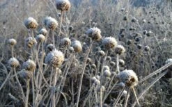 Wild Bergamot Bee Balm (Monarda Fistulosa) - 8 Pack Of 1 Gallon Pots -Garden Plants Shop monarda fistulosa wild bergamont bee balm 15