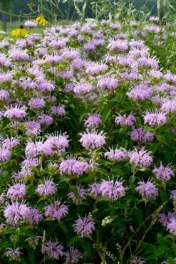 Wild Bergamot Bee Balm (Monarda Fistulosa) - 8 Pack Of 1 Gallon Pots -Garden Plants Shop monarda fistulosa wild bergamont bee balm 16