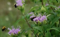 Wild Bergamot Bee Balm (Monarda Fistulosa) - 8 Pack Of 1 Gallon Pots -Garden Plants Shop monarda fistulosa wild bergamont bee balm 17