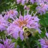 Wild Bergamot Bee Balm (Monarda Fistulosa) - 8 Pack Of 1 Gallon Pots