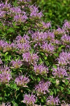 Wild Bergamot Bee Balm (Monarda Fistulosa) - 8 Pack Of 1 Gallon Pots -Garden Plants Shop monarda fistulosa wild bergamont bee balm 5