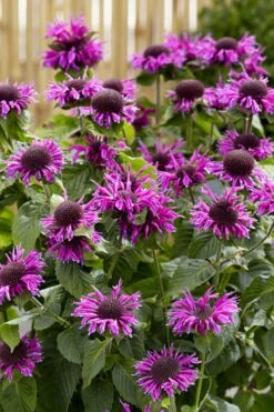 Bee-You Bee Free Bee Balm (Monarda) - 1 Gallon Pot -Garden Plants Shop monarda hybrid bee free bee balm 1