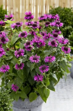 Bee-You Bee Free Bee Balm (Monarda) - 1 Gallon Pot -Garden Plants Shop monarda hybrid bee free bee balm 3