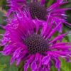 Bee-You Bee Free Bee Balm (Monarda) - 1 Gallon Pot 2 Bee-You Bee Free Bee Balm (Monarda) - 1 Gallon Pot -Garden Plants Shop monarda hybrid bee free bee balm 8