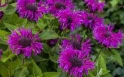 Bee-You Bee Free Bee Balm (Monarda) - 1 Gallon Pot -Garden Plants Shop monarda hybrid bee free bee balm 9