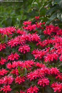 Cherry Pops Bee Balm (Monarda) - 1 Gallon Pot -Garden Plants Shop monarda sugar buzz cherry pops bee balm 1