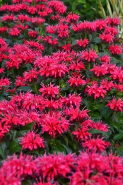 Cherry Pops Bee Balm (Monarda) - 1 Gallon Pot -Garden Plants Shop monarda sugar buzz cherry pops bee balm 2