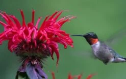 Cherry Pops Bee Balm (Monarda) - 1 Gallon Pot -Garden Plants Shop monarda sugar buzz cherry pops bee balm 3