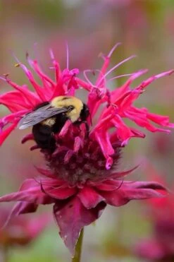 Cherry Pops Bee Balm (Monarda) - 1 Gallon Pot -Garden Plants Shop monarda sugar buzz cherry pops bee balm 4