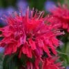 Cherry Pops Bee Balm (Monarda) - 1 Gallon Pot -Garden Plants Shop monarda sugar buzz cherry pops bee balm 5