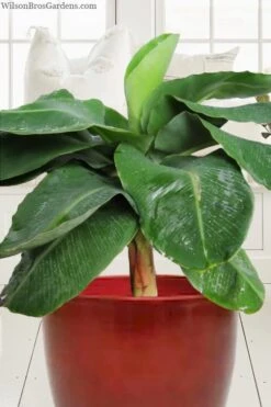 Little Prince Banana Plant - 1 Gallon Pot 9 Little Prince Banana Plant - 1 Gallon Pot -Garden Plants Shop musa little prince dwarf banana plant 1