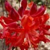 Radiant Red Aromi Azalea (Rhododendron Hybrid) - 3 Gallon Pot -Garden Plants Shop native azalea radiant red 5 1