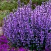 Cats Pajamas Catmint - 1 Gallon Pot