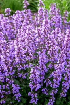 Cats Pajamas Catmint - 1 Gallon Pot -Garden Plants Shop nepeta cats pajamas catmint 3