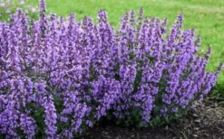 Cats Pajamas Catmint - 1 Gallon Pot -Garden Plants Shop nepeta cats pajamas catmint 4