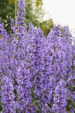 Summer Magic Catmint (Nepeta Grandiflora) - 6 Pack Of 1 Gallon Pots -Garden Plants Shop nepeta grandiflora summer magic catmint 3