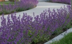 Little Trudy Catmint - 5 Pack Of Quart Pots -Garden Plants Shop nepeta little trudy catmint 5
