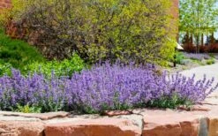 Little Trudy Catmint - 5 Pack Of Quart Pots -Garden Plants Shop nepeta little trudy catmint 8