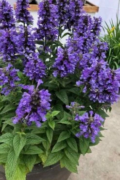 Neptune Catmint (Nepeta) - 1 Gallon Pot -Garden Plants Shop nepeta neptune catmint 7