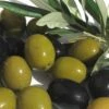 Arbequina Olive Tree - 2 Gallon Pot 1 Arbequina Olive Tree - 2 Gallon Pot -Garden Plants Shop olive arbequina 5 1